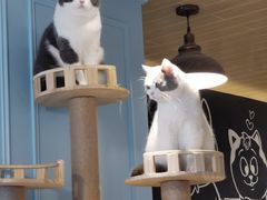 -遇见羊驼·奶狗咖·布偶猫咖·法斗柯基柴犬阿拉斯加(春熙路太古里IFS店)