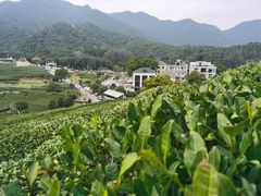 -龙坞茶村