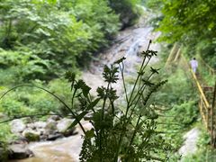 -青峰峡国家森林公园