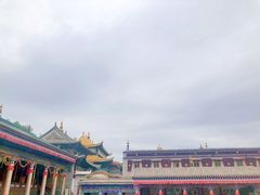 -塔尔寺-菩提树