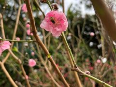 -桃花涧