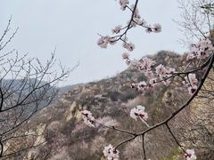 -北京凤凰岭