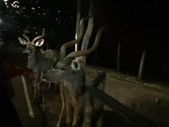 -清迈夜间动物园