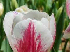 -洛阳郁金香牡丹园