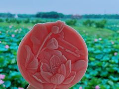 -荷塘月色湿地公园·向阳花洲