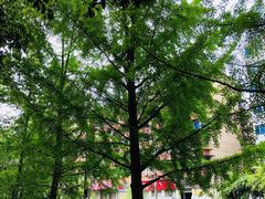 -成都市活水公园