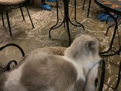 -猫猫幼稚园·撸猫·桌游·电玩