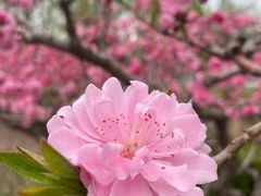 -海棠花溪(元大都城垣遗址公园)