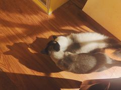 -猫友咖啡店(玉林西路店)