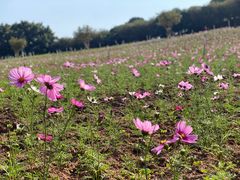 -松山湖梦幻百花洲