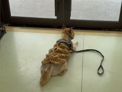 -瑞鹏宠物医院·宠保定点·心脏科·内科(御桥分院)