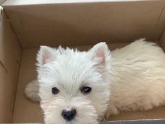 -萌宠之家·腊肠犬·马尔泰·小体犬舍
