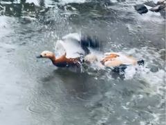 -新疆天山野生动物园