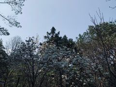 -广州市流溪河国家森林公园
