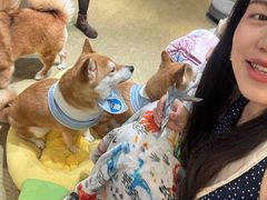 -逗柴咖啡屋·狗咖猫咖宠物桌游