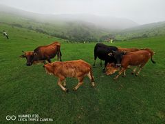 -大姆山草场