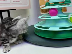 -小猫来了·猫舍(红山六九七九店)