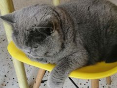 -柚子猫舍·精品猫舍购猫·猫咪认养·购宠·宠物店