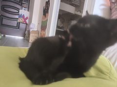 -宠福鑫康馨动物医院·骨科·眼科