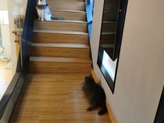 -啵啵喵·猫咖(攀华国际店)