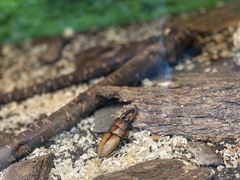-上海大自然野生昆虫馆(东方明珠·爬宠昆虫探索中心)