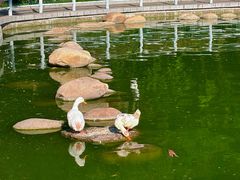 -莲湖公园