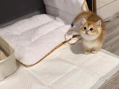 -猫十亿·布偶金渐层·曼基康矮脚猫舍(青年路店)