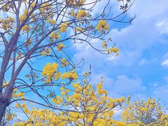 -天适樱花悠乐园