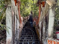 -西双版纳原始森林公园