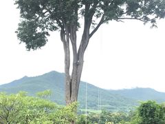 -大树秋千
