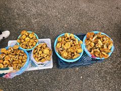 -鲜菌江湖正宗野生菌火锅
