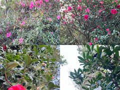 -梧桐山风景名胜区