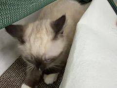 -博特宠物医院24h犬猫全科.骨科·异宠