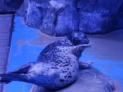 -上海海昌海洋公园