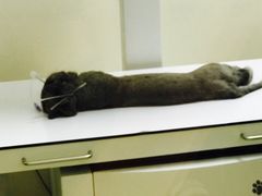 -芭比堂动物医院·犬猫全科·异宠专科(雁塔分院)