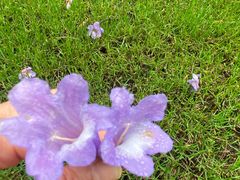 -重庆中央公园(渝北区)