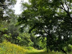 -铁山坪森林公园