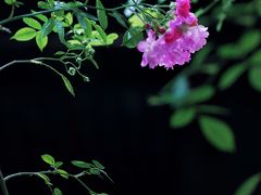 -艺圃