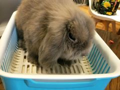 -藦茜花园宠物主题亲子互动体验馆(国顺东路店)