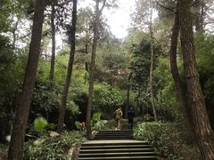 -铁山坪森林公园