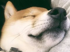 -豆柴町-柴犬主题狗咖(红鼎国际C座店)