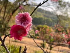 -南国桃园旅游度假区