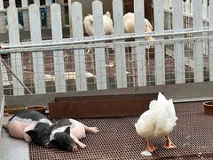 -观澜湖生态运动公社