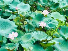 -荔湾湖公园