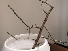 -巧庆楼·茶膳