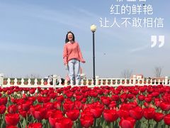 -荷兰花海