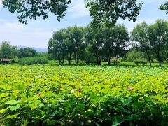 -西溪国家湿地公园