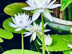 -国家植物园南园