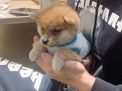 -逗柴咖啡屋·狗咖猫咖宠物桌游