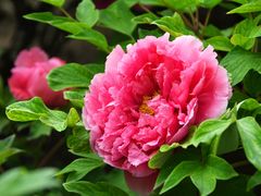 -莲花池公园